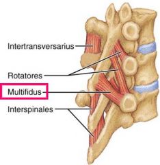 Covers lamina and spans segments from the sacrum up until C2
Origin: Transverse processes
Inserts: inferior aspect of spinous process of the superior vertebra
We will only look at this in the lumber region

Action: stabilizes vertebrae during...