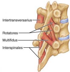 Origin: spinal process and Inserts:  to spinal process above it
Innervation: dorsal rami

Action: muscle fiber component running with ligament: support

BS: vertebral artery, occipital artery, posterior intercostal artery
Innervation: Dorsal...