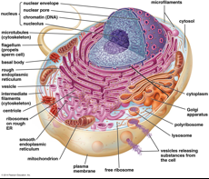Cell/plasma membrane