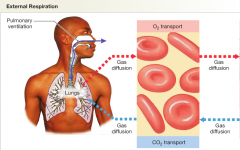 includes all the processes involved in the exchange of oxygen and carbon dioxide between the body's interstitial fluid and the external environment. 


-purpose = to meet respiratory demands of the cells. 