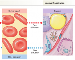 absorption of oxygen and the release of carbon dioxide by cells. 


-cellular respiration pathways are involved. 