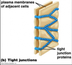 Attachment proteins
