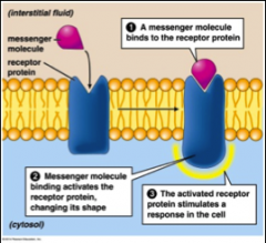 Receptor proteins