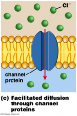 -Many types of proteins are embedded in the membrane
-Not anchored- move around the membrane as needed
-Transport proteins (channels and carriers)- selectively allow molecules in/out of cells