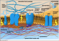 Hydrophilic-hydrophobic-hydrophilic layers restrict movement through the membrane