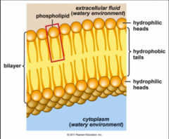 Phospholipid bilayer structure