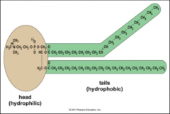 What is a primary component of membrane that has a double layer of phospholipids, phosphate containing hydrophilic (water-loving) "head", two hydrophobic fatty acids "tails" attached (saturated and unsaturated), tails face inward, towards each oth...