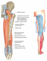 1. L4 - S3
2. Posterior thigh muscles (flexors)
3. Posterior thigh and leg skin
4. Tibial nerve and common peroneal nerve
5. Must be avoided when gluteal injections are made in the buttocks 