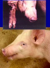 what are the four vesicular diseases that affect pigs? how are each of these transmitted and what type of virus is each one?