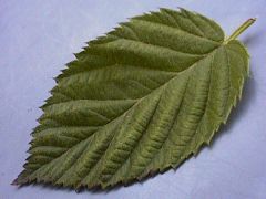 Leaf Margin?
