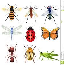 entomology