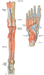 1. L5 - S3
2. Posterior leg muscles (everters)
3. Passes the tarsal tunnel to form the plantar nerves
4. Compression of tibial nerve in the tarsal tunnel can cause tarsal tunnel syndrome. Also plantar nerve compression can cause 'jogger's foot'