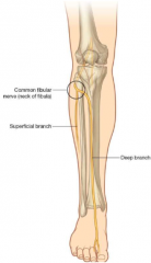 1. L4 - S2
2. Superficial fibular = lateral leg muscles (plantar flexors)
Deep fibular = anterior leg muscles (dorsi flexors)
3. Compression of peronal nerve can cause 'foot drop' or 'anterior compartment syndrome' if deep nerves compressed.

