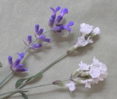 Lavandula spp.
 
Lavender
