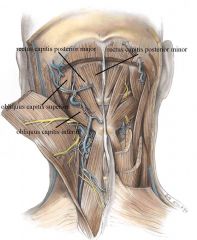 Suboccipital nerve and Occipital Artery