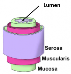 1. Muscosa
=> Mainly folds of epithelium for absorption
2. Muscularis
=> Contains smooth muscle for contraction
3. Serosa
=> Minimises friction