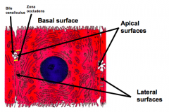 Across the basal surface (peri-sinusoidal surface)