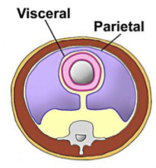 1. Parietal Layer
- Lines body wall
=> receives nerve and blood supply from wall

2. Visceral Layer
- Lines viscera
=> receives nerve and blood supply from viscera
