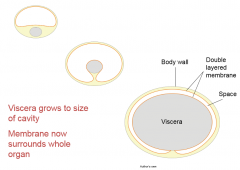 1. Viscera develops in body wall behind a cavity that is lined with cells
2. Viscera invaginates in to cavity and is surrounded by those cells
3. Viscera enlarges
4. Cavity becomes filled with serous fluid