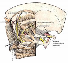 Vertebral Artery

Suboccipital Nerve-dorsal ramus of C1, between skull and atlas, motor innervation to all of the triangle muscles

Greater occipital nerve-Dorsal Ramus of C2 between the atlas and axis-ONLY sensory fibers