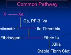 converts prothrombin to thrombin & forms cross- linked fibrin
(where 2 arms of Y come together)