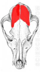 Frontalis (Frontal) Muscles