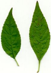 Leaf Apices?