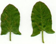 Leaf Apices?