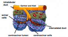 Network of pancreatic ducts:
- After entering the centroacinar lumen, juice moves through a series of Intralobular ducts
- These ducts merge and transport the uice into the larger interlobular lobes
- These then join the main pancreatic duct to...