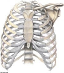 Clavicles, sternum (manubrium, body, xiphoid), ribs, scapula