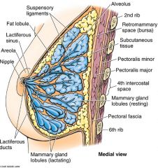 The fascial layer that the breast rests on the posterior side of the breast