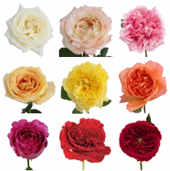Rosa hybrid
 
Garden Roses