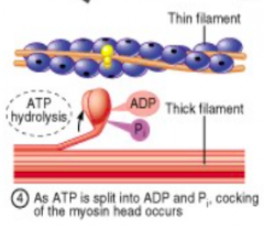 cocking of the myosin head occurs