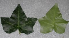 Leaf Type?