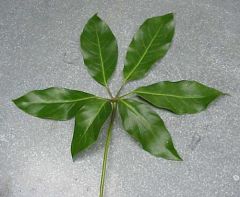 Leaf Type?
