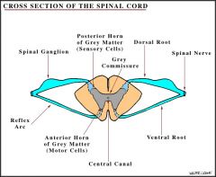 they are called Lower Motor Neurones (LMN)
they reside in the ventral horn of the spinal cord