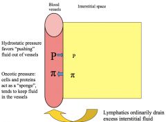 What happens if you have increased capillary permeability?

In what states could this occur?