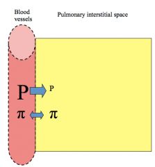 *Pulmonary capillaries are more permeable to albumin.

*Presence of pulmonary edema is more reflective of intravascular volume.

*Pulmonary edema tends not to occur in edematous states that are due to hypo-albuminemia.

*THIS IS DUE TO SODIU...