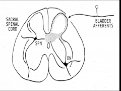 1) Parasympathetic stretch receptors to bladder.
2) Somatic nerve bodies that innervate external sphincter (ES).

*SPN= sacral PS nucleus
*ON= onuf's nucleus