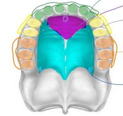 What nerve innervates the orange area of the maxilla?