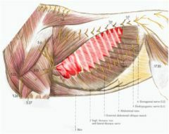 Intercostals Muscles