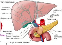 - R hepatic duct drains R lobe and L hepatic duct drains L lobe
- R and L hepatic ducts combine to form Common Hepatic Duct
- Gallbladder drained by the Cystic Duct
- Cystic Duct and Common Hepatic Duct combine to from the Common Bile Duct