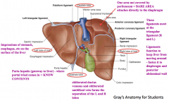 - Keeps the liver from moving around
- Fastens it to the diaphragm and posterior abdominal wall