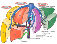 Hepatic Segments: based on arterial, venous, and biliary supply, in addition to the drainage of the liver