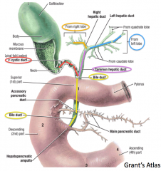 - Cystic duct drains gallbladder
- Flows into Bile duct
- Empties into Duodenum at the hepatopancreatic ampulla