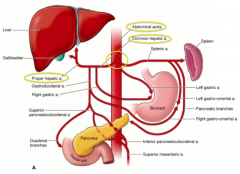 - Abdominal aorta supplies the Celiac Trunk
- The common hepatic artery is one of the branches
- The proper hepatic artery and R and L hepatic arteries enter the liver and supply 30% of the total blood