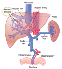 - The blood flows through the hepatic sinuses / sinusoids
- Blood leaves via the hepatic vein to get to the IVC