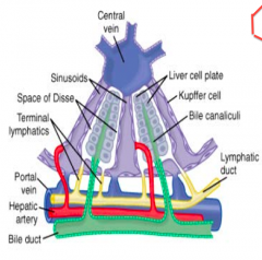 Located between the sinusoids and the liver cell plates that line the bile canaliculi