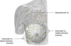 Mainly from anterior and lateral branches of T4-6 of intercostal spinal nerves

Can also get innervation from supraclavicular nerve branches and branches of other intercostal nerves
