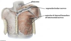 Within this fascia: there is a msucle called platysma

Along thing, you have the supraclavicular nerves

There are also anterior and lateral branches intercostal nerves on the inferior portion: see picture